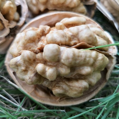 25新货新疆阿克苏纸皮185核桃