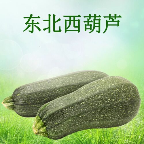 东北农家角瓜白瓜西葫芦黄瓜新鲜现摘现发农家自种5斤不够加土豆