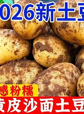 土豆 2026新土豆东北农村小园土豆黄心黄阳土豆面土豆粉土豆