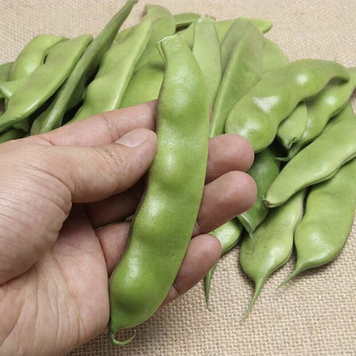 东北农村油豆角 九月青豆角5斤39.9元包邮