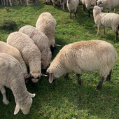 东北农村草原放养羊 整只定制 现场直播拍改价链接