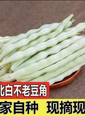 豆角架豆王 东北农村小园豆角架豆王白架豆豆角白大架豆角油豆角