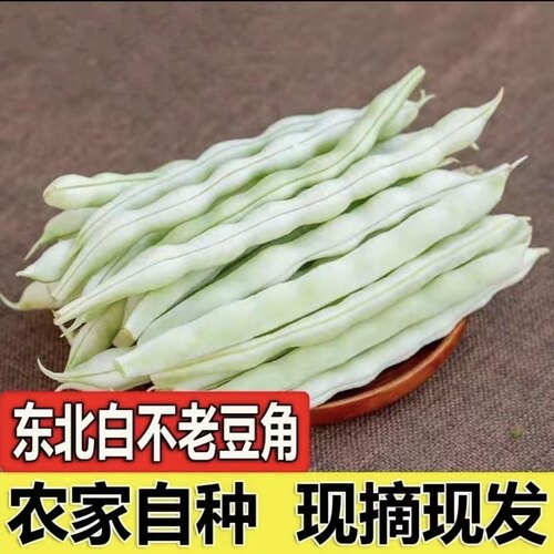 豆角架豆王 东北农村小园豆角架豆王白架豆豆角白大架豆角油豆角