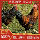 纯东北农村小笨鸡山上放养溜达鸡心肝都带