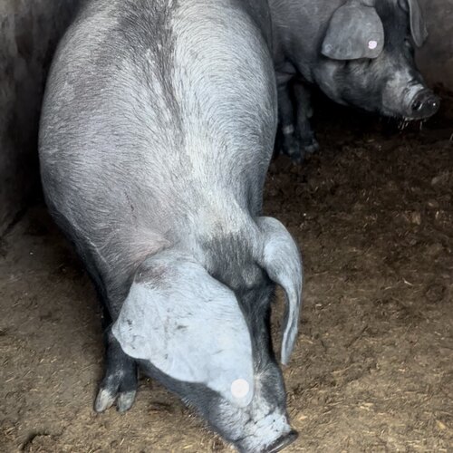 【土猪头整个半个】东北农村土猪肉冷冻48小时保温箱冰袋发货