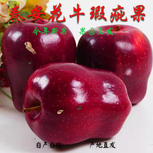 甘肃秦安微瑕疵花牛苹果新鲜水果当季 整箱脆甜刮泥粉面红星时令