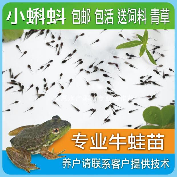蛙苗蝌蚪学生教学专用 宠物 养畜牧/养殖器械