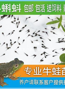 蛙苗蝌蚪学生教学专用 宠物 幼儿园 动物百科