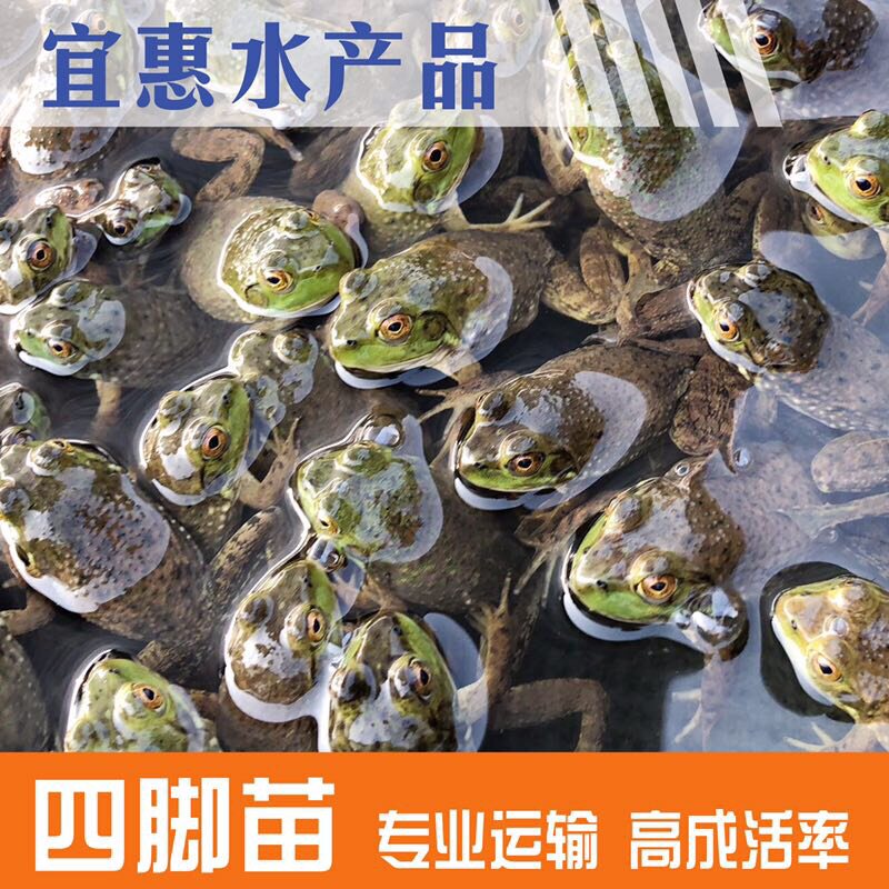 美国牛蛙 种苗蛙 四脚苗活体成畜牧/养殖饲料