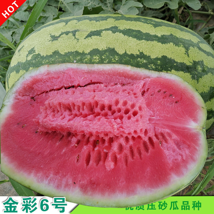 新金彩6号西瓜种子特大硒砂瓜特耐旱中熟皮薄大红瓤正品原装80克在类目 鲜花速递/花卉仿真/绿植园艺, 花卉/蔬果/草坪种子（新）, 家庭园艺种子中 - 来自Buy2taobao.com提供专业的淘宝代购服务
