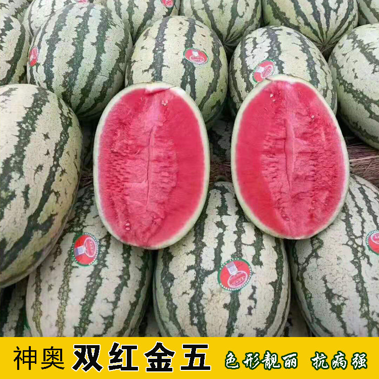 双红金五西瓜种子大红金城5号压砂瓜种春季特大果高产甜原装正宗