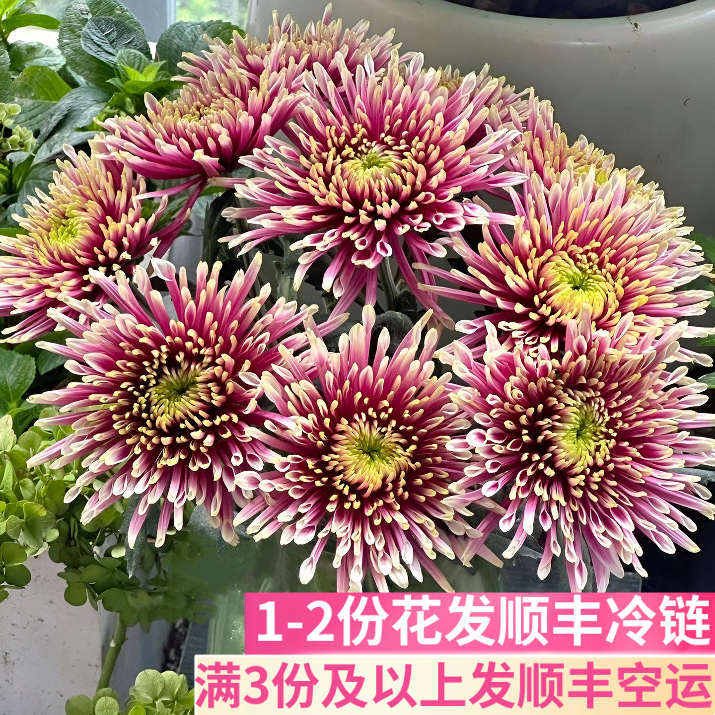 小众稀有切花克瑞斯烟花菊花期长