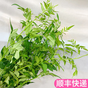 九星叶配叶配花花材斗南鲜花基地直发昆明花卉市场批鲜切花发真花