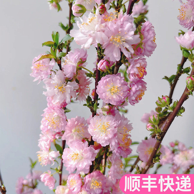 珍珠李粉色重瓣云南斗南鲜花基地直发昆明花卉市场真花顺丰重瓣,鲜花速递/花卉仿真/绿植园艺,花材,淘宝优惠券,粉丝福利购,淘宝优惠卷