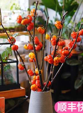 迷你小南瓜家用果材观赏斗南鲜花基地直发真花插花鲜切枝果实花艺