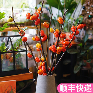 迷你小南瓜家用果材观赏斗南鲜花基地直发真花插花鲜切枝果实花艺