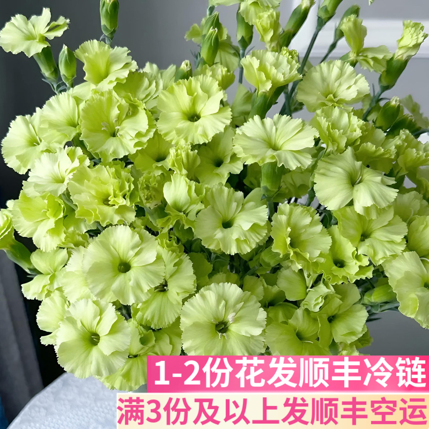 绿色布恩多丁单瓣康乃馨