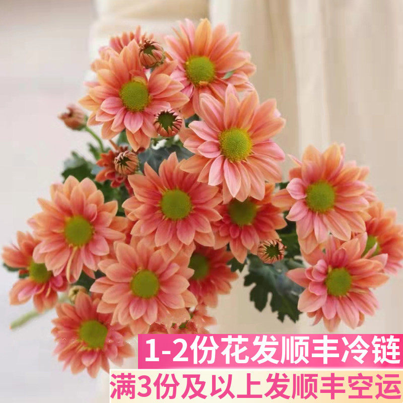 三文鱼雏菊鲜花基地直发