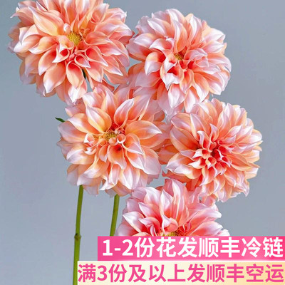 奶油桃子大丽花稀有小众
