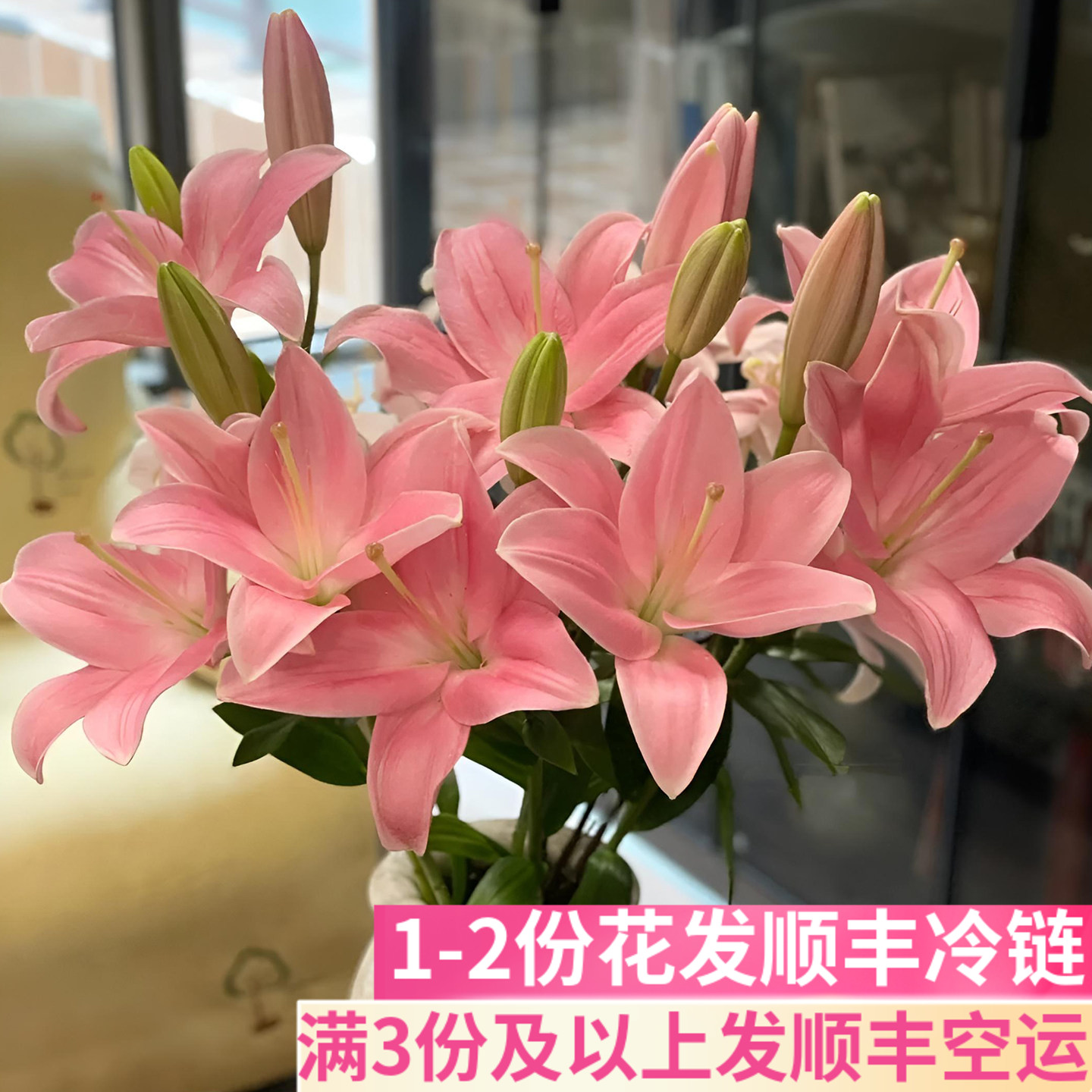 小粉仙粉色亚百合云南斗南鲜花基地直发鲜切花真花稀有小众办公室