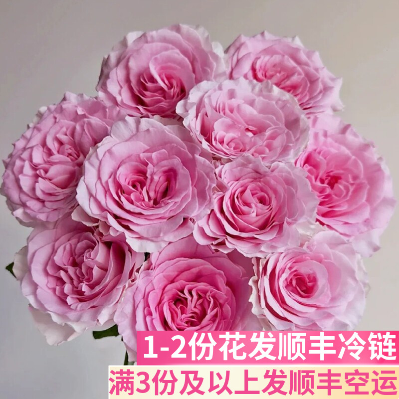 洛神玫瑰花斗南基地直发花卉市场批鲜切发顺丰真粉色室内花店婚庆