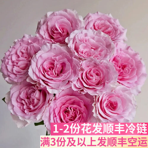 洛神玫瑰花斗南基地直发花卉市场批鲜切发顺丰真粉色室内花店婚庆