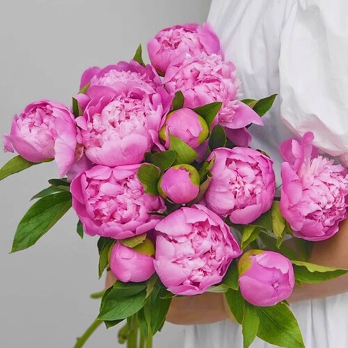 蓝富士重瓣芍药家用插花