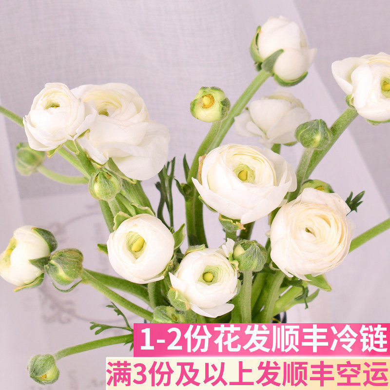 洋牡丹云南直发昆明基地插花