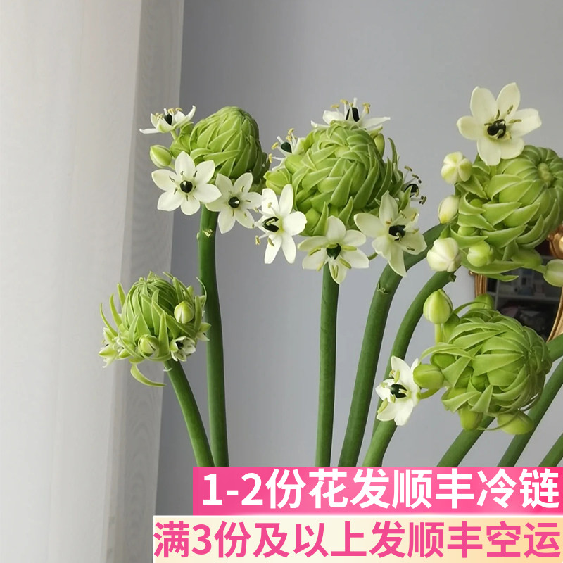 天鹅绒客厅家用插花鲜花基地直发