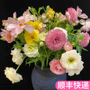 蝴蝶洋牡丹云南斗南鲜花基地直发昆明花卉市场重瓣芍药花市