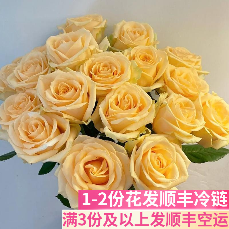 香槟玫瑰蜜桃雪山基地直发