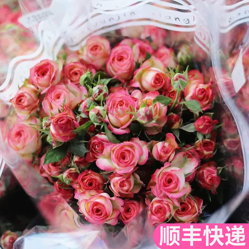 爱丽丝多头玫瑰客厅鲜花基地直发