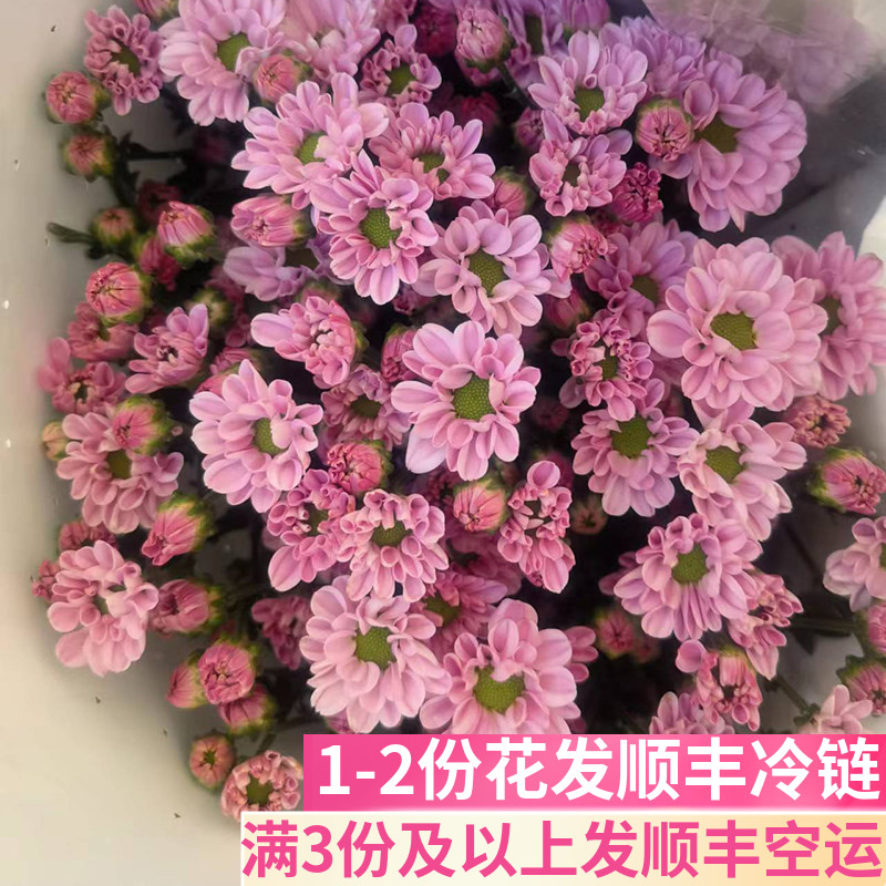 罗西粉雏菊客厅鲜花基地直发