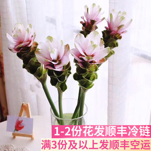 姜荷花斗南鲜花基地直发云南昆明花卉市场批鲜切花发室内顺丰桌面