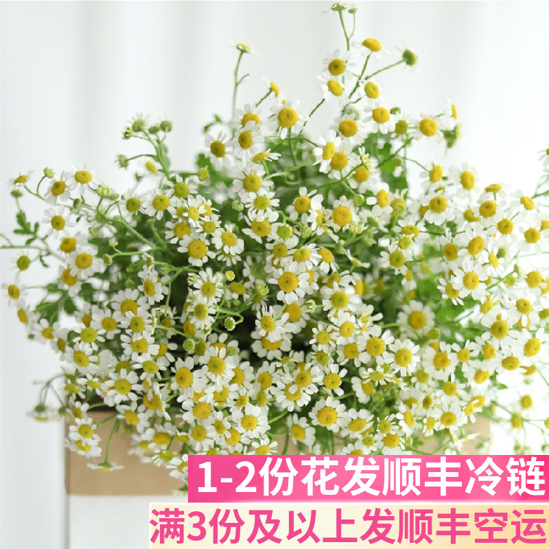 洋甘菊鲜切花基地直发鲜花