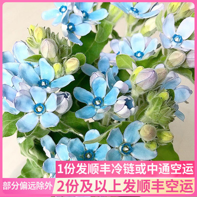 蓝星花鲜花云南直发昆明