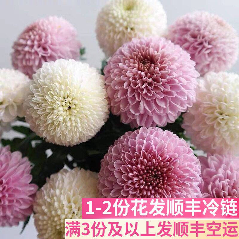 乒乓菊鲜花昆明基地直发