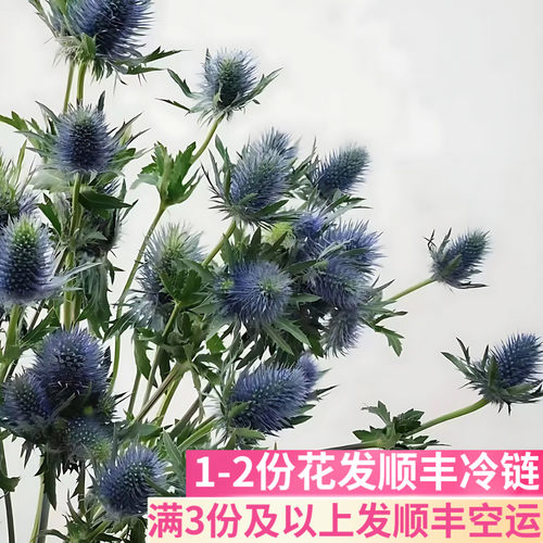 进口刺芹超星鲜花小众高端