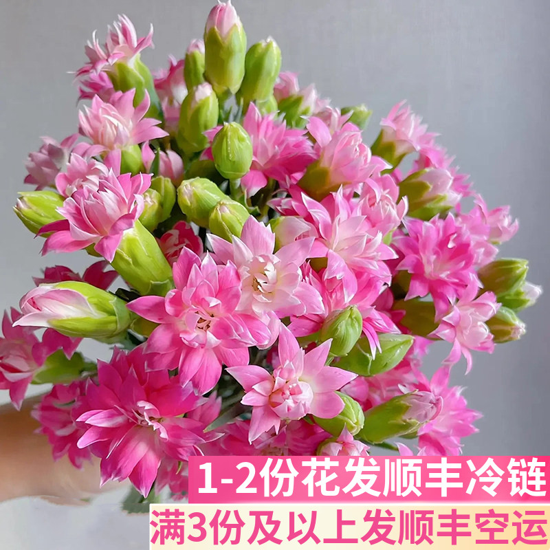 粉星太子多头康乃馨鲜花家用插花