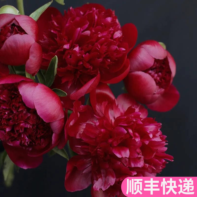 红色魅力重瓣芍药山东进口插花鲜花基地直发花卉市场批鲜切发顺丰