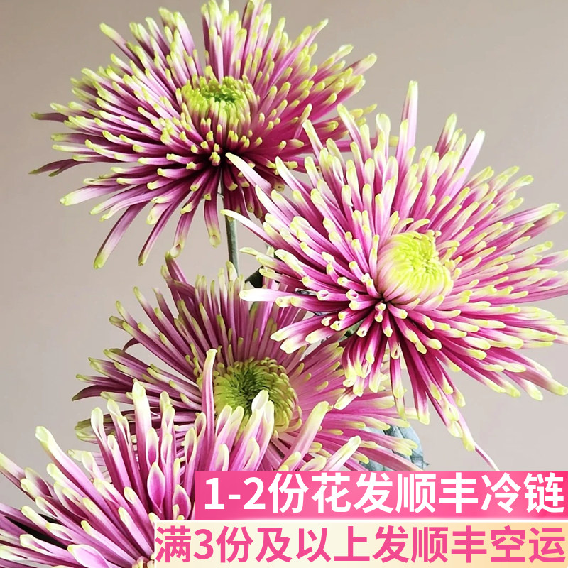 复古玫紫色烟花菊基地直发