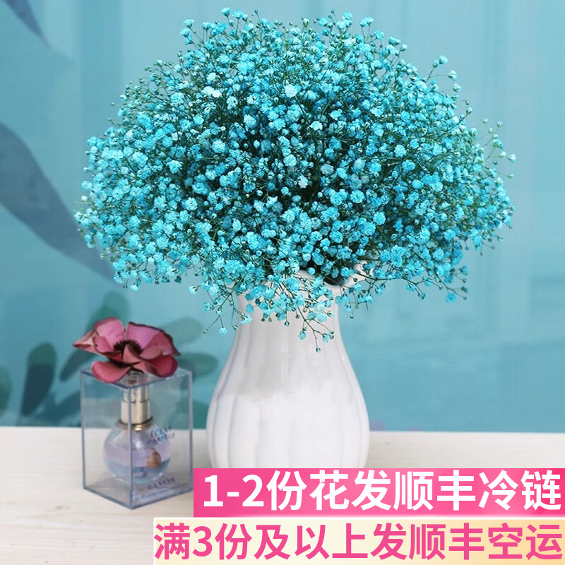 满天星直发昆明基地新鲜客厅干花