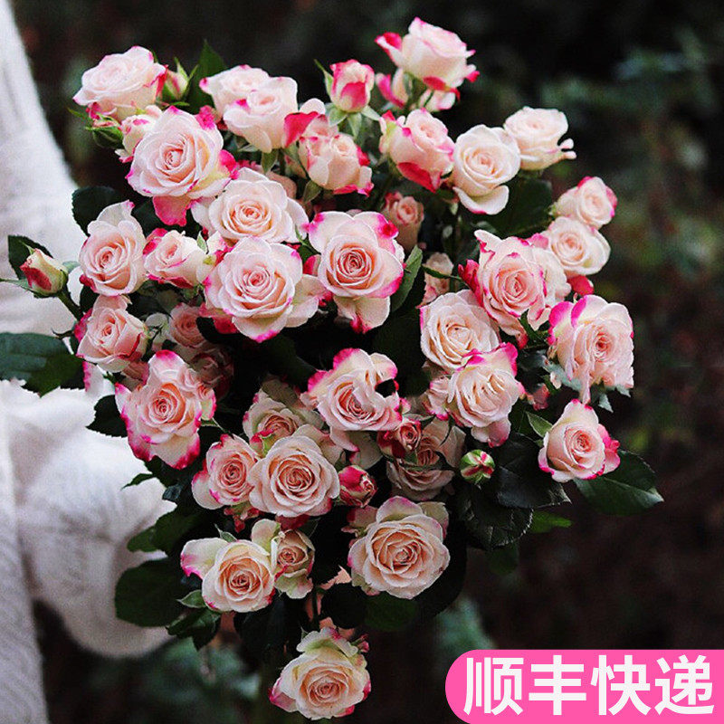 折射多头玫瑰泡泡鲜花基地直发