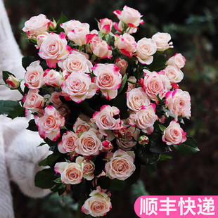 折射多头玫瑰泡泡粉云南斗南鲜花基地直发昆明花卉市场批鲜切花发