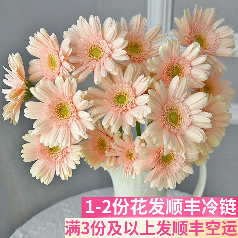 圣托里尼弗朗花非洲菊基地直发