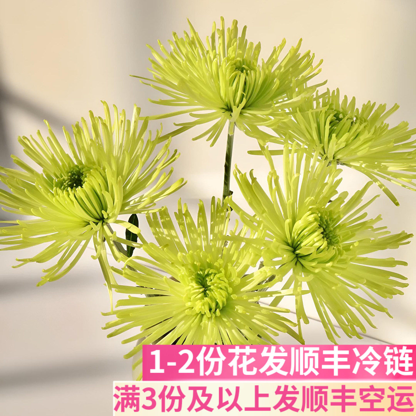 绿色烟花菊顺丰小众稀有斗南基地直发花卉市场批鲜切花发真花花艺