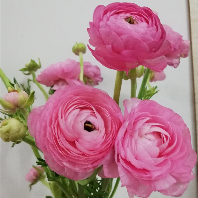 毛茛洋牡丹云南斗南鲜花基地直发昆明花卉市场插瓶花市新鲜水养
