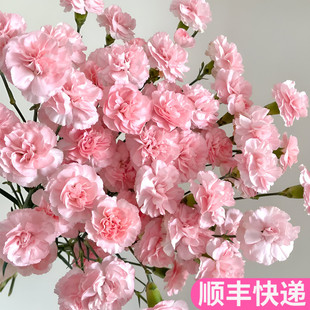 豆巴豆多头康乃馨多丁斗南基地直发粉色鲜切花真花插花家用杜巴杜