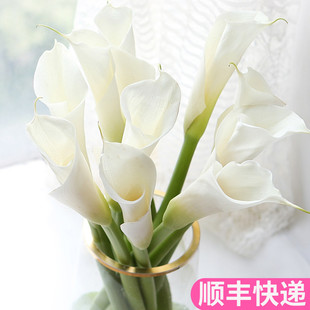 马蹄莲白色云南斗南鲜花基地直发昆明花卉市场真花插花水养婚庆