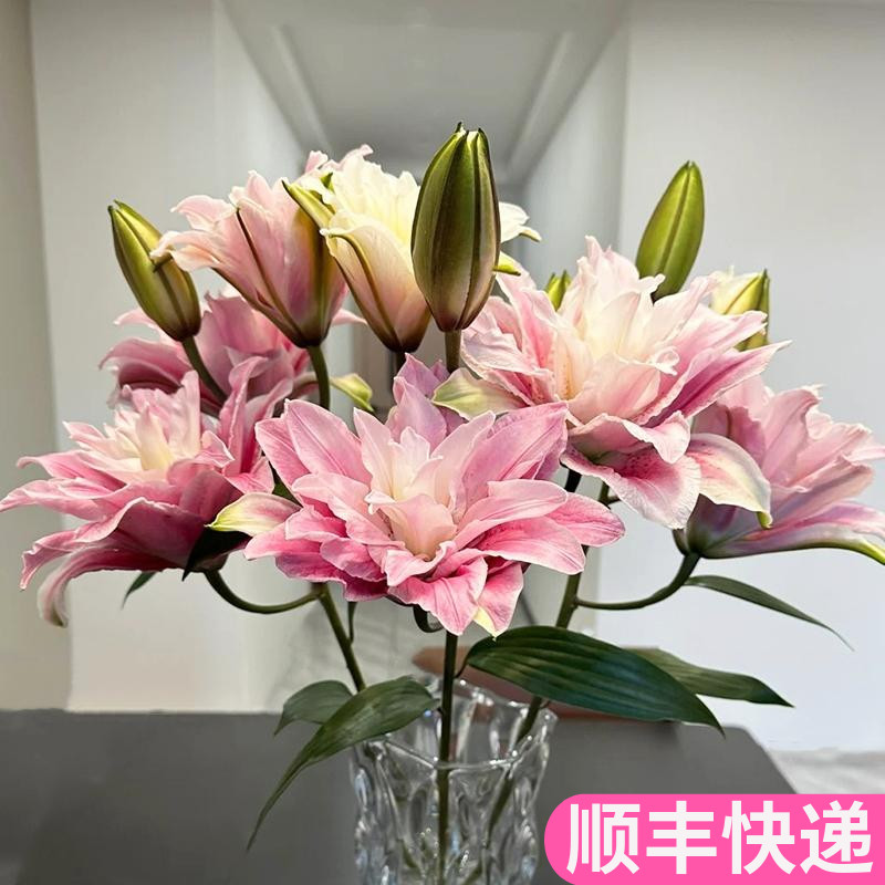 伊莎贝拉重瓣百合花粉色香水鲜花鲜切花多瓣客厅插花家用基地直发